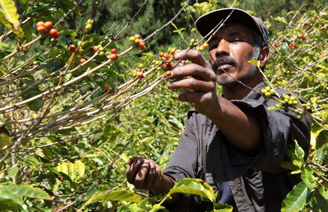 Excursion à la Vallée d’Agaete depuis Las Palmas - Photo 2