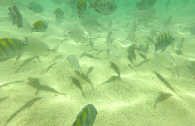Snorkel en la playa da Sepultura + Bombinhas - Foto 5