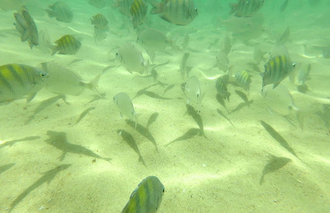 Snorkel en la playa da Sepultura + Bombinhas - Foto 5