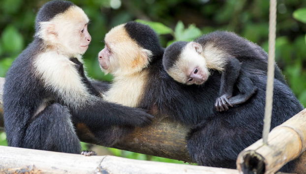 French Key Day Trip - Foto 2