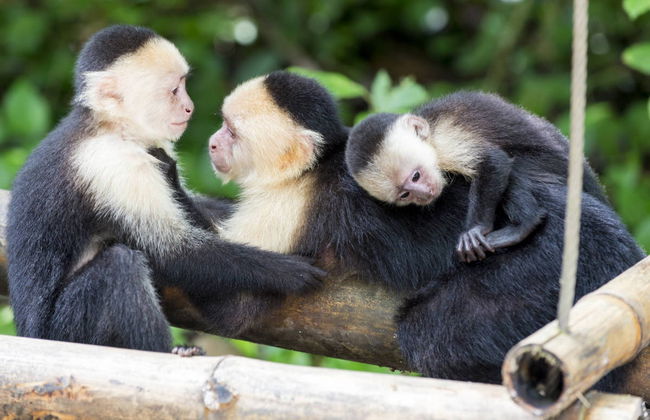 French Key Day Trip - Foto 2