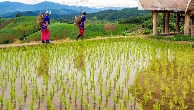 Sapa Rice Terrace Trekking - Photo 5