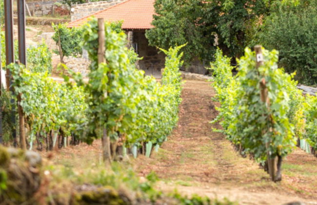 Visita a la bodega Pazo de Toubes - Foto 3