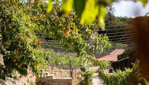 Visita a la bodega Pazo de Toubes - Foto 4