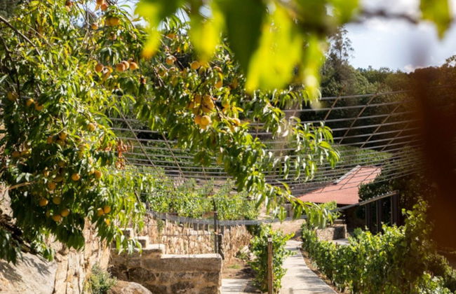 Visita a la bodega Pazo de Toubes - Foto 4