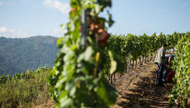 Visita a la bodega Pazo de Toubes - Foto 2