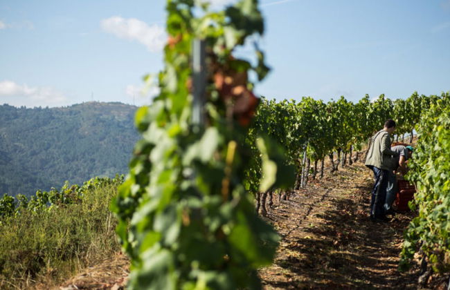 Visita a la bodega Pazo de Toubes - Foto 2