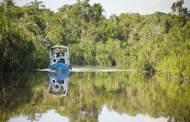 Private Borneo Cruise and Orangutan Sighting - Photo 3