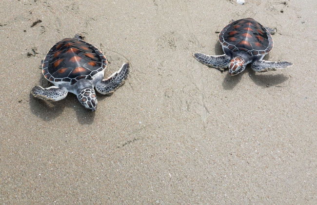 Private Borneo Cruise and Orangutan Sighting - Photo 6