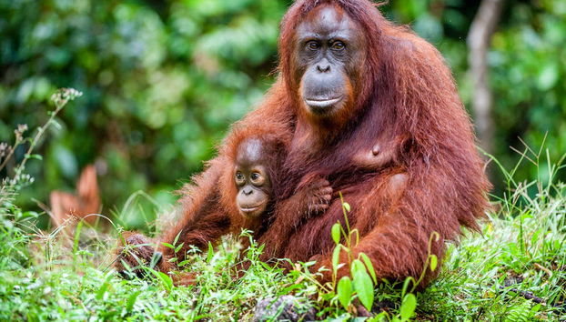 Private Borneo Cruise and Orangutan Sighting - Foto 2