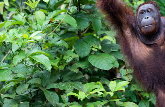 Crucero privado por Borneo con avistamiento de orangutanes - Foto 2