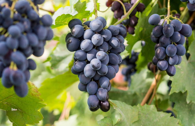 Tour de viñedos y bodegas por el norte de Georgia - Foto 1