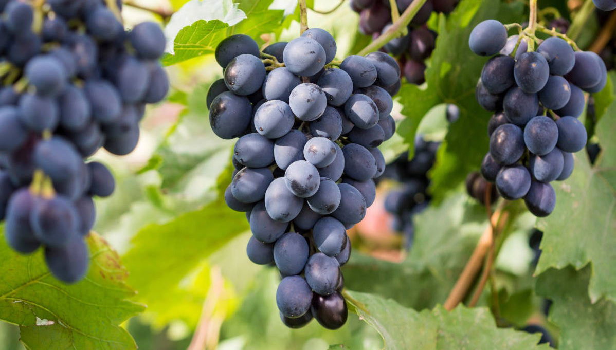 Tour de viñedos y bodegas por el norte de Georgia - Foto 1