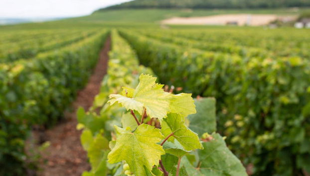 Tour do champanhe por Reims - Foto 2