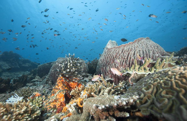 Scuba Diving in Nusa Lembongan - Foto 2