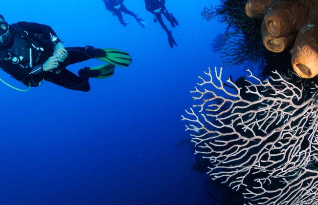 Buceo en Nusa Lembongan - Foto 4
