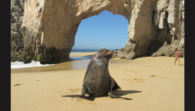 Kayak e snorkeling a Los Cabos - Foto 5