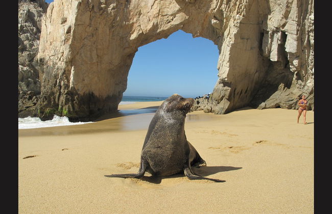 Kayak e snorkeling a Los Cabos - Foto 5