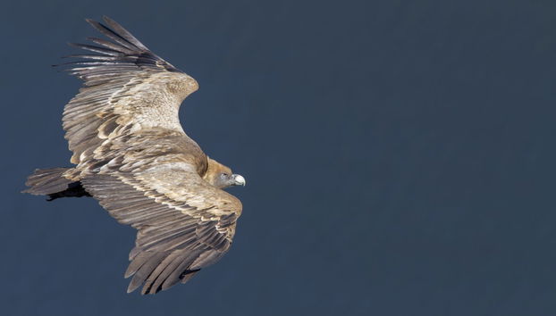 Excursión a Monfragüe - Foto 2