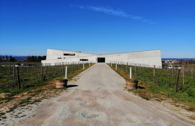 Tour del vino nella regione del Dão - Foto 3