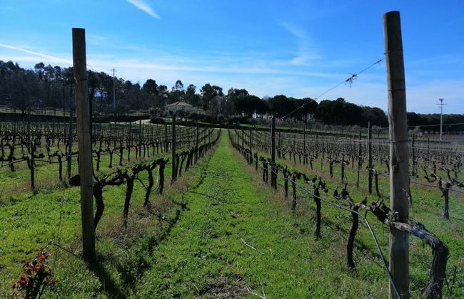 Tour del vino nella regione del Dão - Foto 2