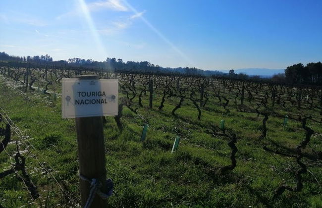 Tour del vino nella regione del Dão - Foto 6
