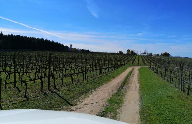 Tour del vino nella regione del Dão - Foto 5