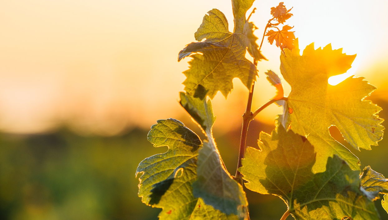 Visite autour du vin dans la région du Dão