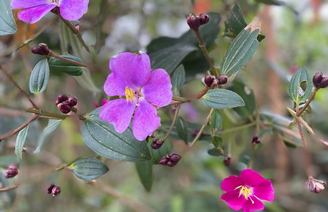Tour de la miel por Jardín - Foto 4