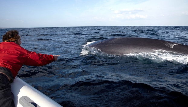 Osservazione di delfini e balene - Foto 2