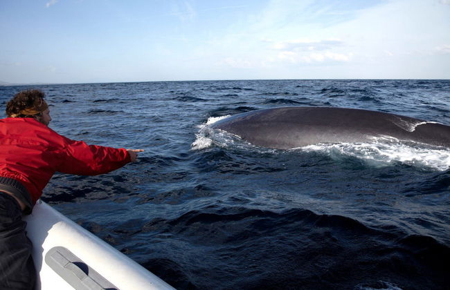 Observation de dauphins et de baleines - Photo 2