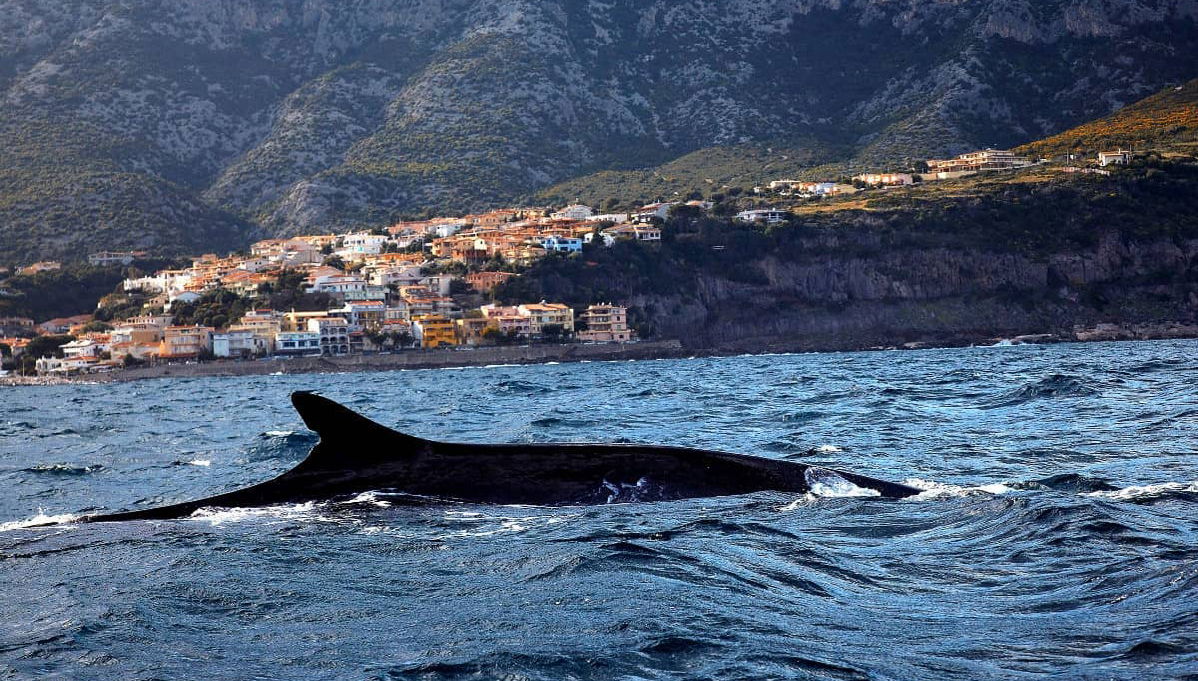 Osservazione di delfini e balene - Foto 1