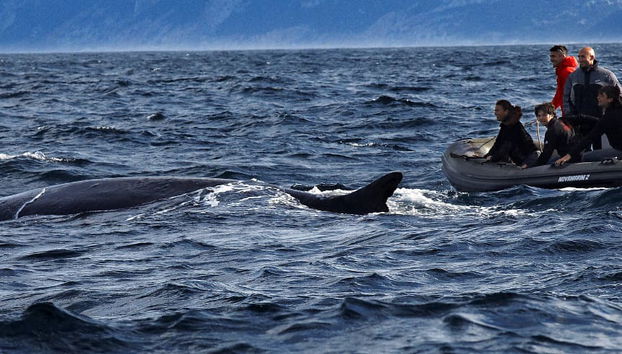 Osservazione di delfini e balene - Foto 4