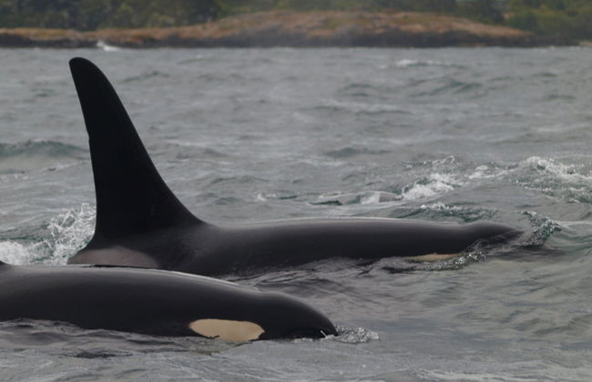 Avvistamento di balene a Victoria - Foto 1