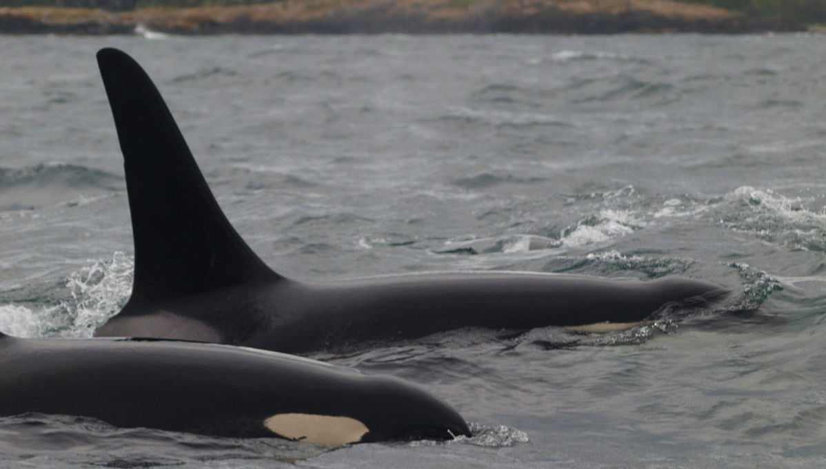 Whale Watching in Victoria - Foto 1