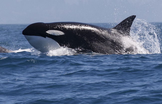 Avistamiento de ballenas en Victoria - Foto 2