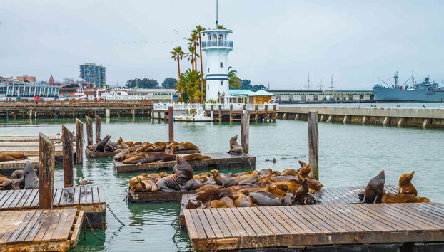 Balade en catamaran dans la baie de San Francisco - Photo 4