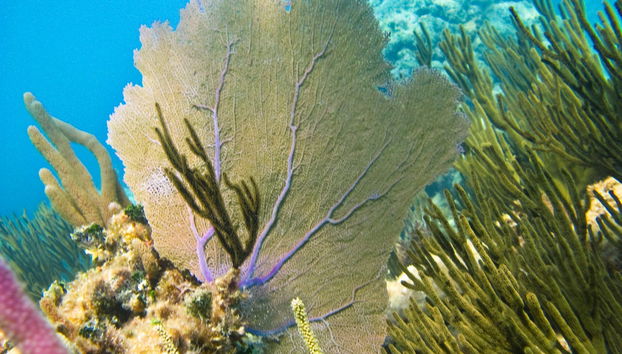 Excursion à Tulum et Akumal + Snorkeling dans un cenote maya - Photo 4