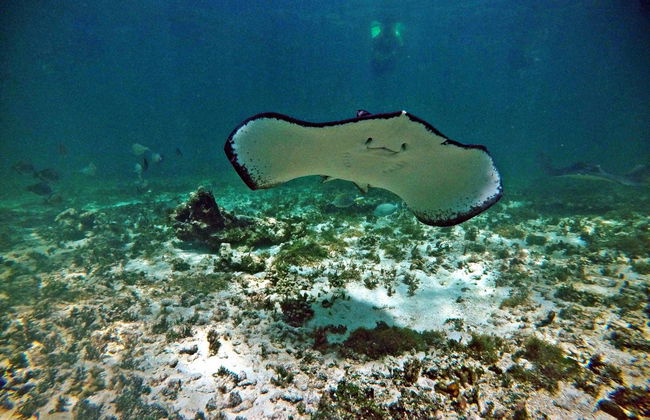 Excursion à Tulum et Akumal + Snorkeling dans un cenote maya - Photo 2