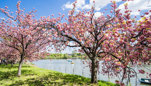 Private Tour of Tokyo - Photo 2