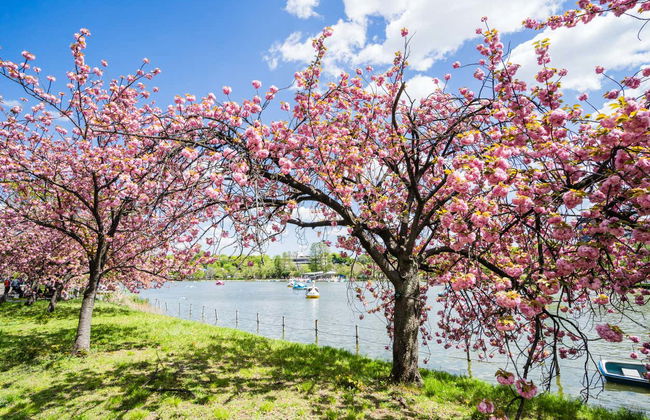 Tour privado por Tokio - Foto 2