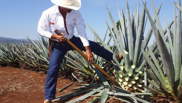 Tour to Tequila + Jose Cuervo Express Train & Mariachi Show - Photo 2