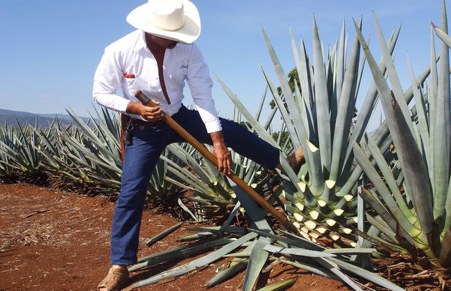 Escursione a Tequila con spettacolo mariachi + Treno José Cuervo Express - Foto 2