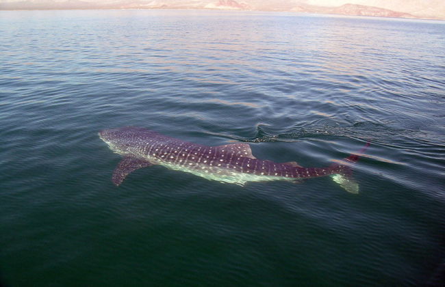 Observación y Nado con Tiburón Ballena - Foto 6