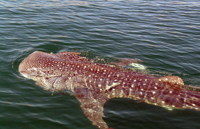 Observación y Nado con Tiburón Ballena - Foto 5