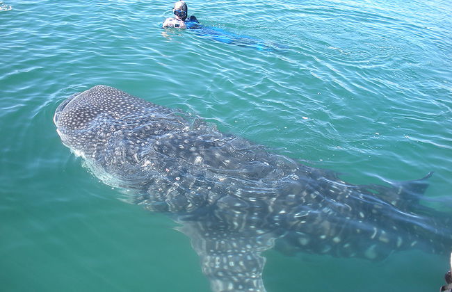 Observación y Nado con Tiburón Ballena - Foto 4