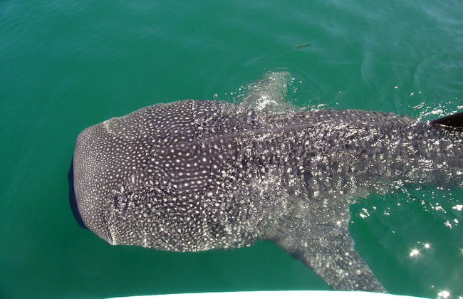 Observación y Nado con Tiburón Ballena - Foto 2