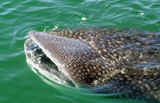 Observación y Nado con Tiburón Ballena - Foto 3
