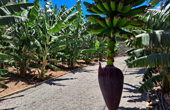 Visita guiada por el Mundo del Plátano - Foto 6