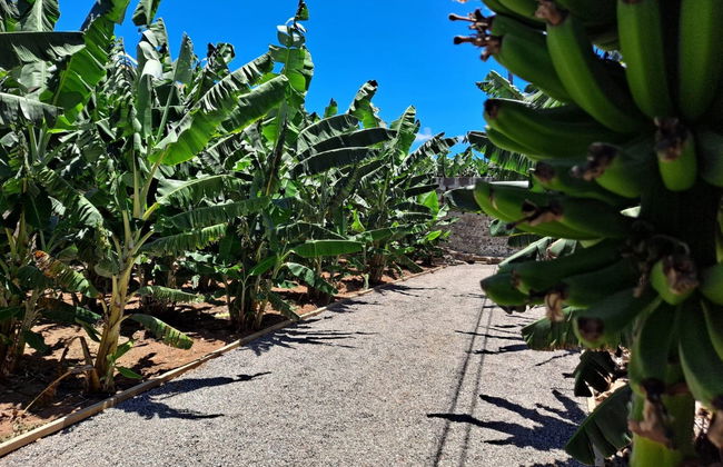 Visita guiada por el Mundo del Plátano - Foto 3